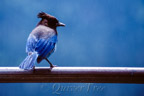 Diadem- oder Blauhäher (Cyanocitta stelleri)