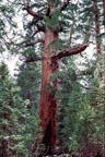 Mariposa Grove of Giant Sequoias, Grizzly Giant