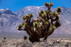 Joshua Tree (Yucca brevifolia) an der 395