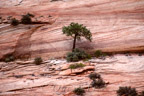 Zion N.P., Checkerboard Mesa