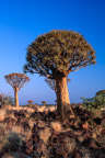 Köcherbaumwald bei Keetmanshoop, Südnamibia