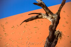Tote Akazie, Dead Vlei, Sossusvlei