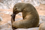 Cape Cross, Kap-Pelzrobbe