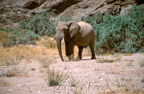 Wüstenelefant, Kaokoveld
