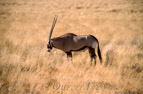 Oryx-Antilope, Kaokoveld