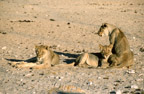 Löwen, Etosha-Pfanne