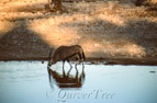 Oryx-Antilope, Etosha-Pfanne