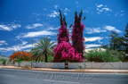 Bougainvillea in Otjivarongo