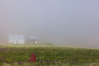 Hesteyri im Nebel