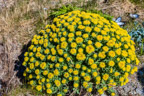 Rosenwurz