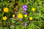 Wildblumen auf der Skorarheiði