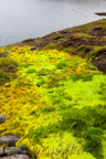 Ein intensiv grüner Moosstreifen zieht sich bis hinunter zum Meer