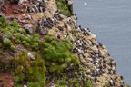 Vogelfelsen von Hornbjarg