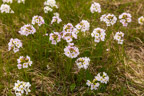 Hrafnaklukka (Wiesenschaumkraut, Cardamine pratensis)