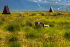 Unser Polarfuchs ist wieder da