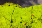 Giftgrünes Moos