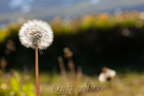 Pusteblume