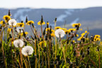 Pusteblumen