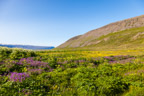 Fjordlandschaft