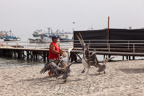 Zahme Pelikane am Strand von Paracas