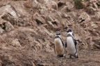 Humboldt-Pinguine