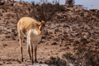 Pampa Cañahuas, Vikuñas