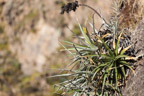 Colca-Canyon, Sukkulent