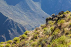 Colca-Canyon