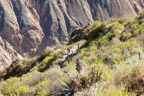 Colca-Canyon