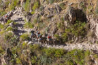 Die Wanderer kehren auf Maultieren aus dem Canyon zurück