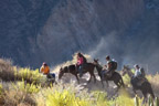 Die Wanderer kehren auf Maultieren aus dem Canyon zurück