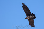 Am Cruz del Cóndor, Andenkondor (Vultur gryphus)