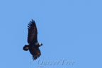 Am Cruz del Cóndor, Andenkondor (Vultur gryphus)