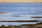 Laguna Lagunillas (4179 m), Andenflamingo (Phoenicoparrus andinus)