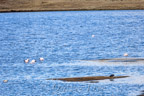 Laguna Lagunillas (4179 m), Andenflamingo (Phoenicoparrus andinus)