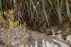 Peruanische Hasenmaus (Lagidium peruanum)