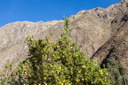 Mit dem Bus zurück nach Cusco; Zitronenbaum
