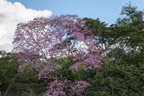 Auf dem Río Tambopata; Lapacho-Baum (Baum des Lebens)