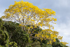 Auf dem Río Tambopata; Paricá-Baum (Schizolobium amazonicum)