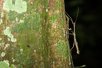 Cayman Lodge Amazonie; nächtliche Pirsch im Regenwald; Stabheuschrecke