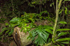 Cayman Lodge Amazonie; nächtliche Pirsch im Regenwald
