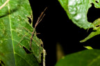 Cayman Lodge Amazonie; nächtliche Pirsch im Regenwald; Stabheuschrecke