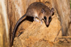 Cayman Lodge Amazonie; nächtliche Pirsch im Regenwald; Maus-Zwergbeutelratte (Marmosa Murina)