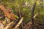 Cayman Lodge Amazonie; nächtliche Pirsch im Regenwald; Tausendfüßler