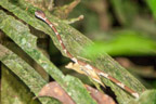 Cayman Lodge Amazonie; nächtliche Pirsch im Regenwald; Amazonas-Baumschlange (Imantodes Lentiferus)