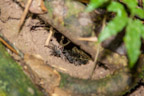 Cayman Lodge Amazonie; nächtliche Pirsch im Regenwald; Vogelspinnen-Nest