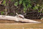 Auf dem Río Tambopata; Flussschildkröte