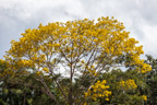 Auf dem Río Tambopata; Paricá-Baum (Schizolobium amazonicum)