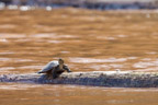 Auf dem Río Tambopata; Flussschildkröte