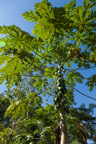 Streifzug durch den Regenwald; Papaya-Baum
